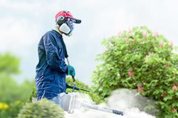 Обработка сада от паразитов - необходимые меры и их регулярность  в Крыму