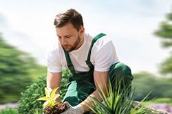 Озеленение и городское благоустройство, создание комфортной среды  в Крыму