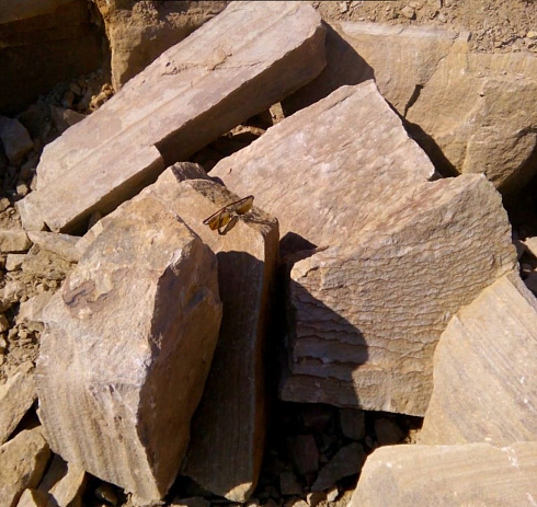 Kamenclub.ru: Песчаник пластушка желтый с рисунком (7-15 см)  купить в Крыму плитняк - пластушка - бут желтый песчаник 10200 руб/м3   фото КАМЕНЬ КЛУБ