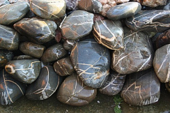 Kamenclub.ru: Валунчик Паутинник фр.100-300 мм  купить в Крыму крупный природный камень галечник темно-серый с прожилками белый черный речной валунчик 5000 руб/т   фото КАМЕНЬ КЛУБ