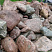 Kamenclub.ru: Конгломераты фр. 300-1000 мм.  купить в Крыму кварц мрамор диабаз коричневый, серый зеленоватый речной валун крупный 6500 руб/т   фото КАМЕНЬ КЛУБ