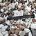 Kamenclub.ru: Мраморная крошка (щебень крошка микс : белый-черный-розовый) фр. 20-40 мм.  купить в Крыму мрамор белый, черный, розовый декоративная ландшафтная крошка 12000 руб/т   фото КАМЕНЬ КЛУБ