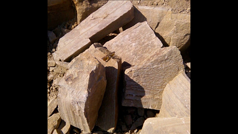 Kamenclub.ru: Песчаник пластушка желтый с рисунком (4-6 см)  купить в Крыму плитняк пластушка желтый с рисунком песчаник 9 000 руб/м3   фото КАМЕНЬ КЛУБ