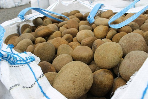 Kamenclub.ru: Песчаник ядра, фр. 100-300 мм  купить в Крыму песчаник бежевый серый рыжий речная галька 5 000 руб/т   фото КАМЕНЬ КЛУБ