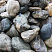 Kamenclub.ru: Речной валун Кабанчик фр.300-500 мм.  купить в Крыму крупный природный камень галька серый, темно-серый речной валун галечник масштабный 7000 руб/т   фото КАМЕНЬ КЛУБ