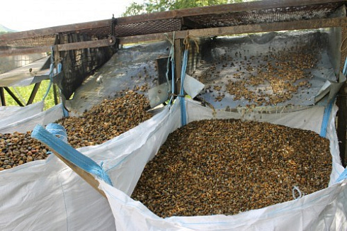 Kamenclub.ru: Галька окат (серо-желтая) фр.10-20 мм. купить  в Крыму галька серо-желтая, рыжая, серый речная окатанная округлая галька 5000 руб/т   фото КАМЕНЬ КЛУБ