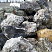 Kamenclub.ru: Черный гранит - кварцит фр. 100-500 мм.  купить в Крыму мрамор гранит черный с белыми прожилками, серый, белый валун скальный колотый 7000 руб/т   фото КАМЕНЬ КЛУБ