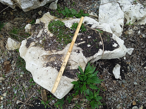 Kamenclub.ru: Выветренный известняк со мхом фр. 100-500 мм.  купить в Крыму известняк серый белый зеленый валун известняковый крупный 10000 руб/т   фото КАМЕНЬ КЛУБ