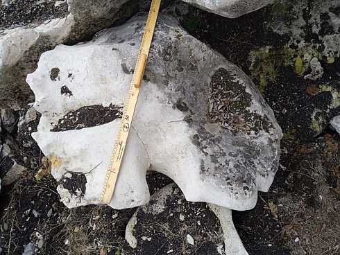 Kamenclub.ru: Выветренный известняк (степной) фр. 500-1500 мм.  купить в Крыму    10000 руб/т   фото КАМЕНЬ КЛУБ