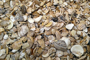 Морская ракушка фр. 5-20 мм  купить в Крыму фото Камень Клуб